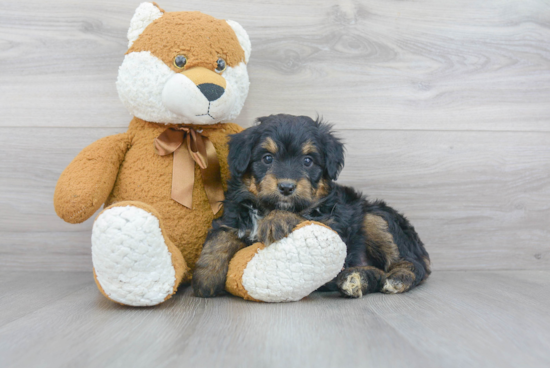 Mini Aussiedoodle Pup Being Cute