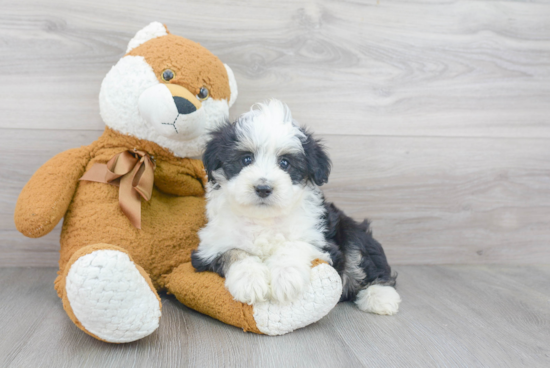 Petite Mini Aussiedoodle Poodle Mix Pup