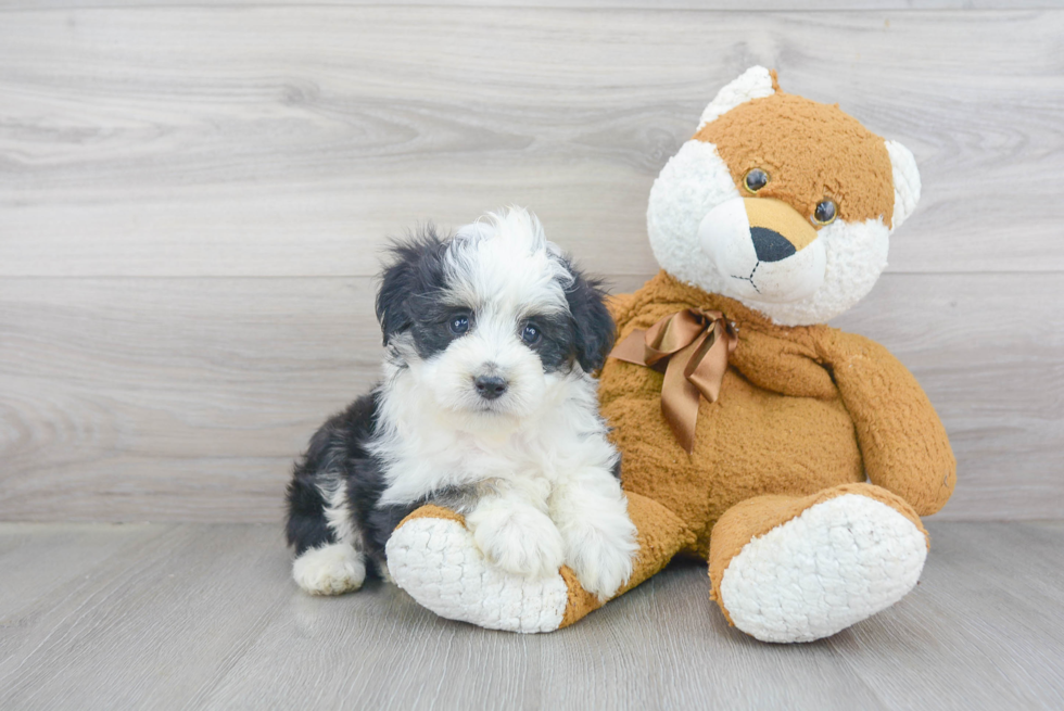 Cute Mini Aussiedoodle Baby