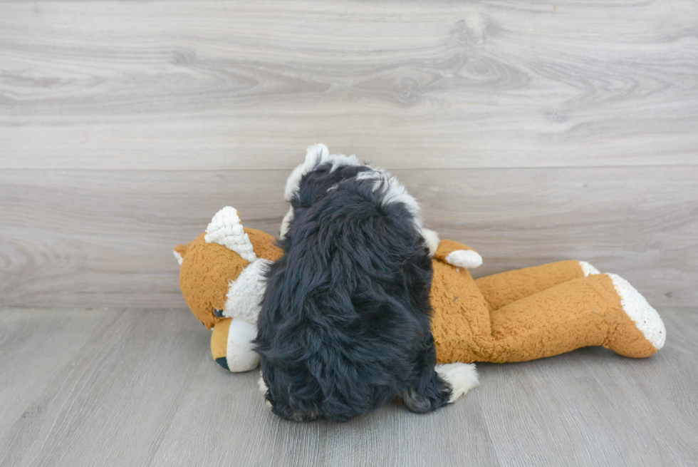 Best Mini Aussiedoodle Baby