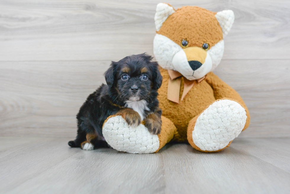 Mini Aussiedoodle Pup Being Cute