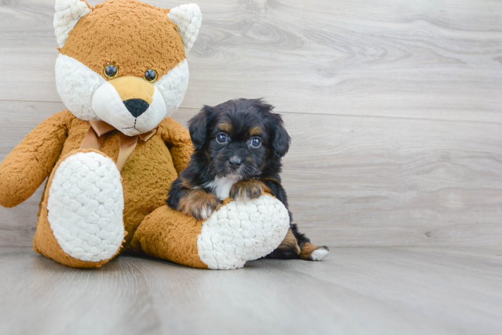 Mini Aussiedoodle Pup Being Cute