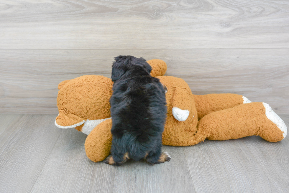 Best Mini Aussiedoodle Baby