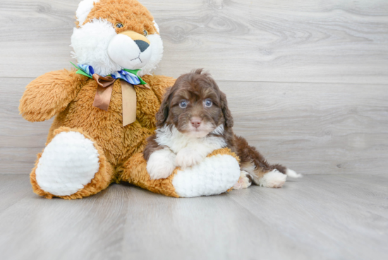 Adorable Aussiepoo Poodle Mix Puppy