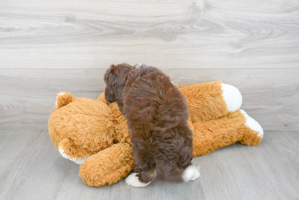 Mini Aussiedoodle Puppy for Adoption