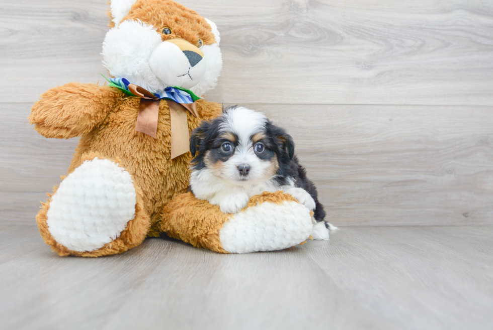 Funny Mini Aussiedoodle Poodle Mix Pup