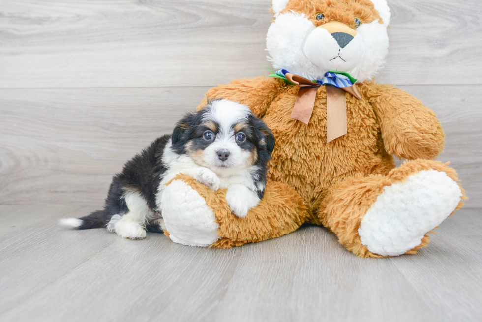 Energetic Aussiepoo Poodle Mix Puppy