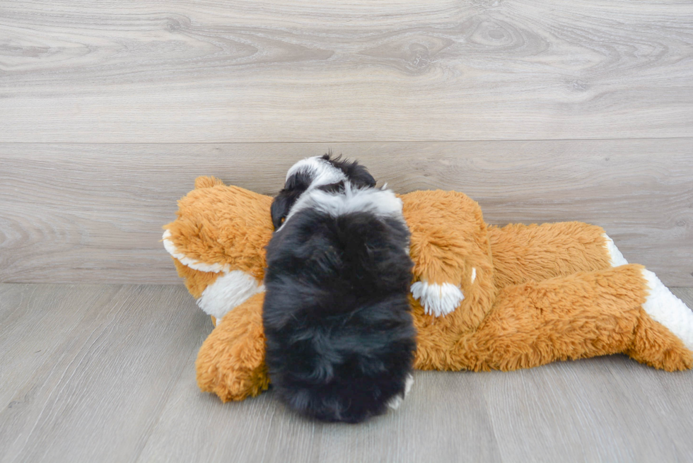 Friendly Mini Aussiedoodle Baby