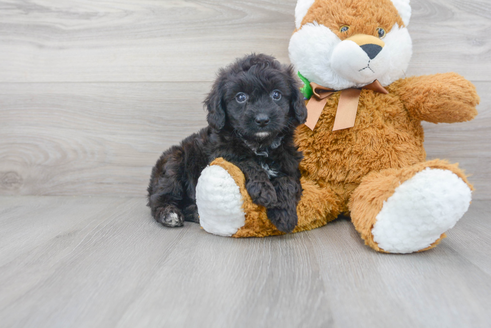 Mini Aussiedoodle Pup Being Cute