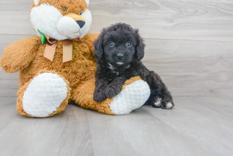 Mini Aussiedoodle Puppy for Adoption