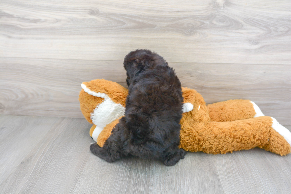 Cute Mini Aussiedoodle Baby
