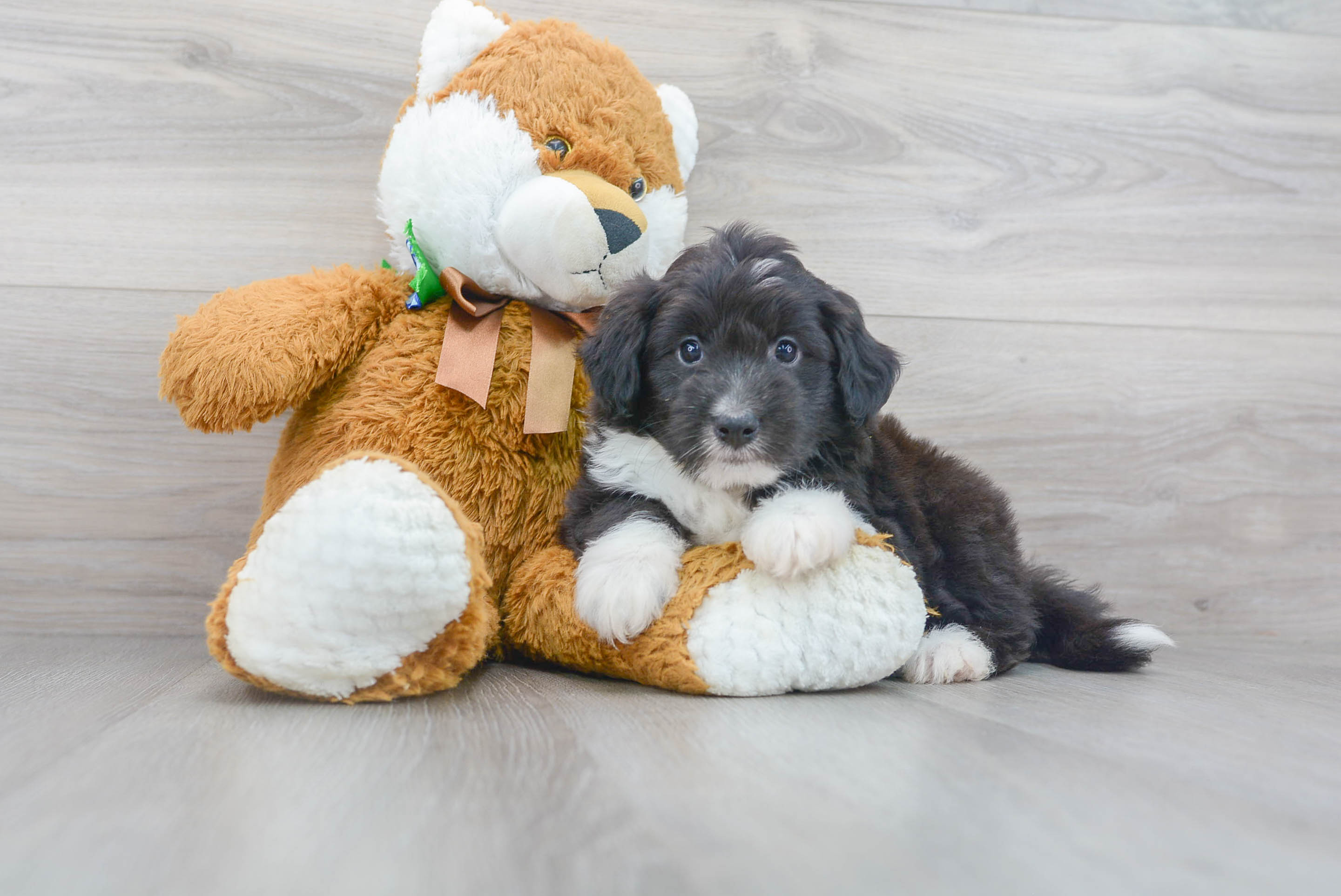 Mini Aussiedoodle Puppy for Adoption