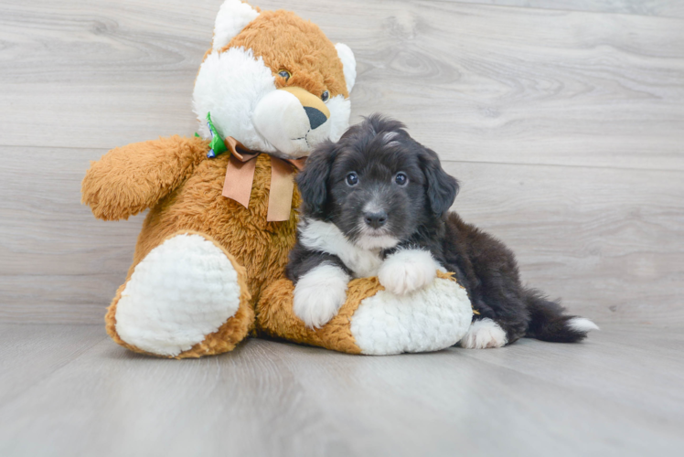 Mini Aussiedoodle Puppy for Adoption