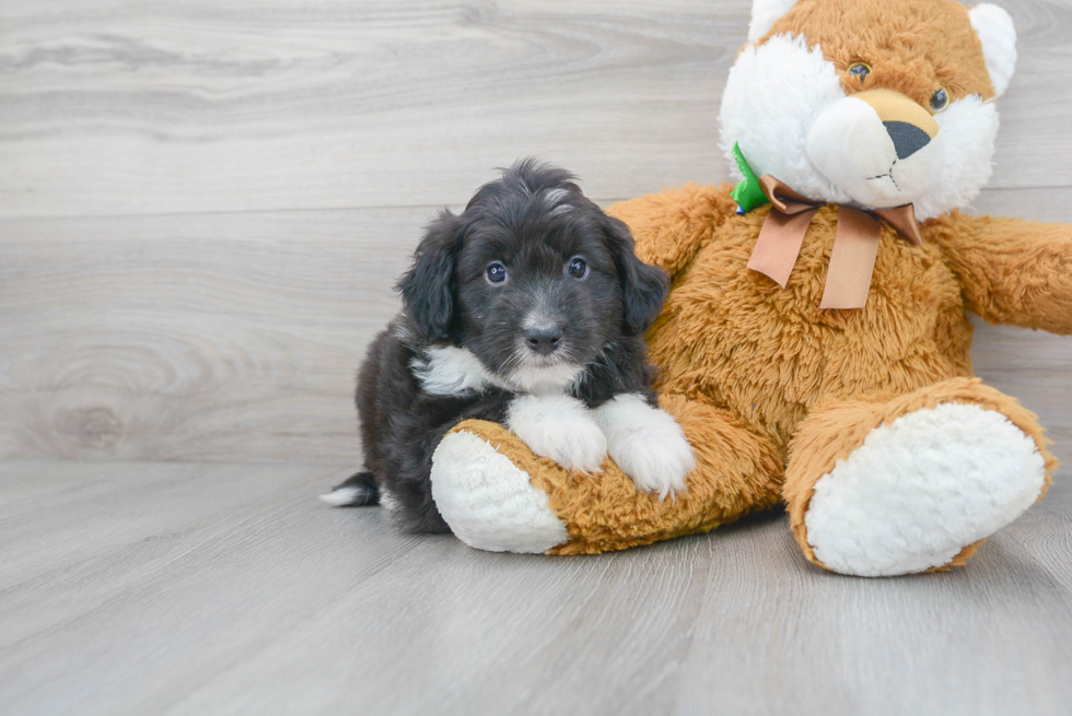 Best Mini Aussiedoodle Baby