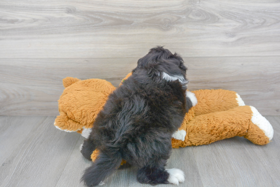 Cute Mini Aussiedoodle Baby