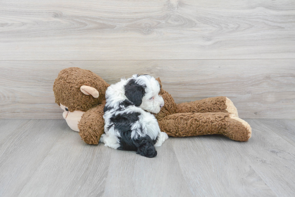 Best Mini Aussiedoodle Baby