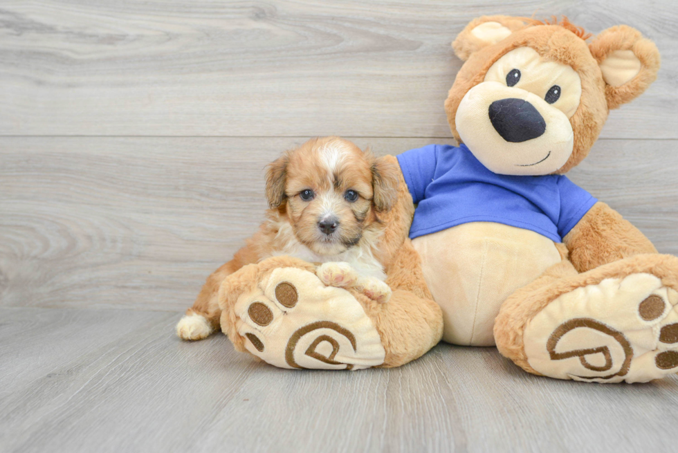 Mini Aussiedoodle Puppy for Adoption