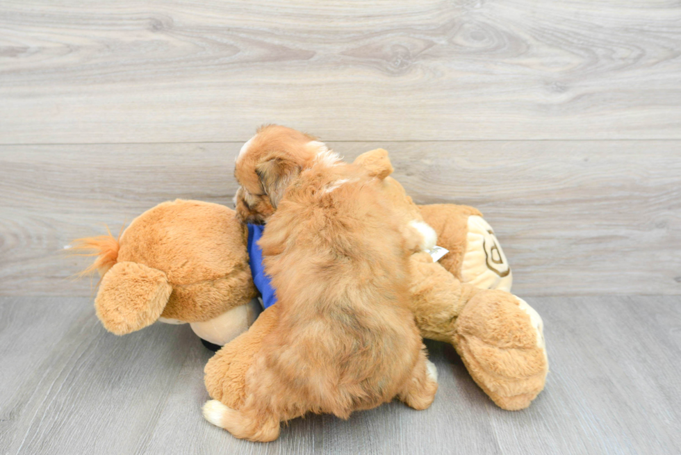 Little Aussiepoo Poodle Mix Puppy