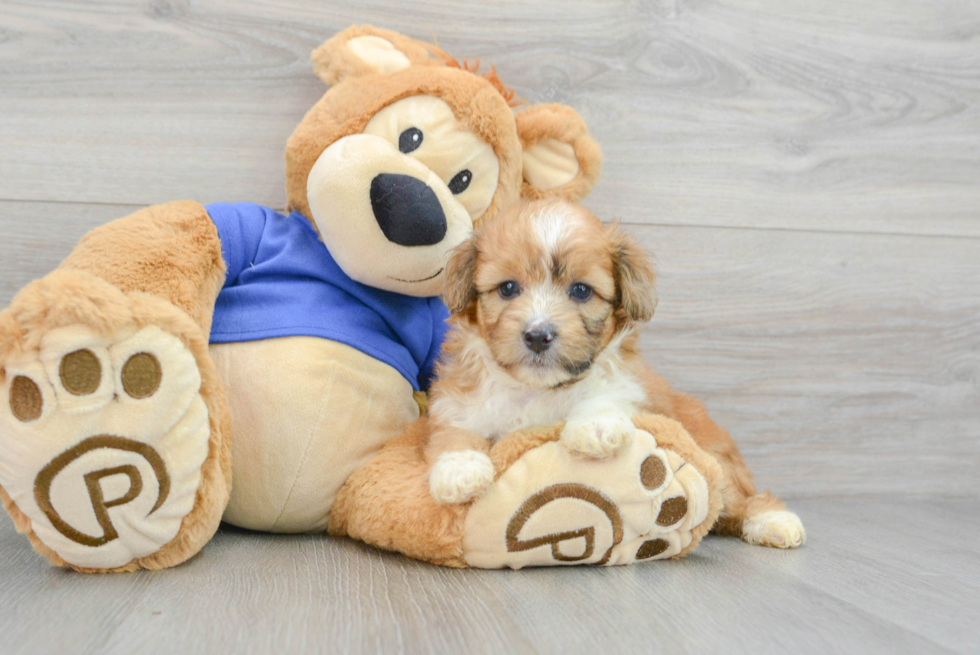 Funny Mini Aussiedoodle Poodle Mix Pup