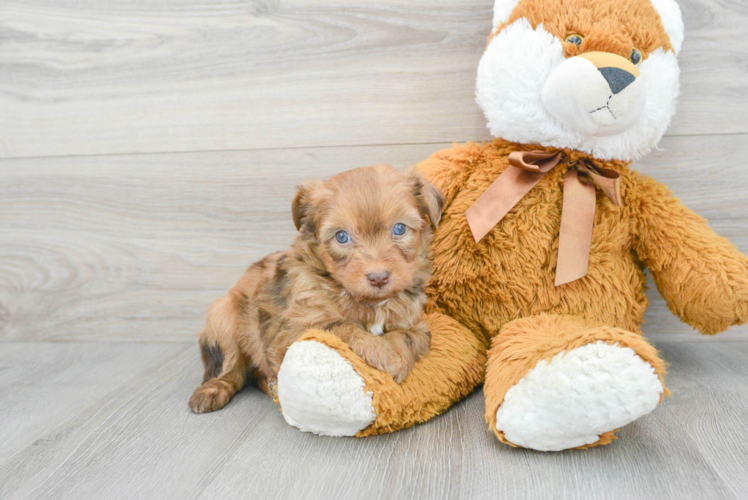 Mini Aussiedoodle Pup Being Cute