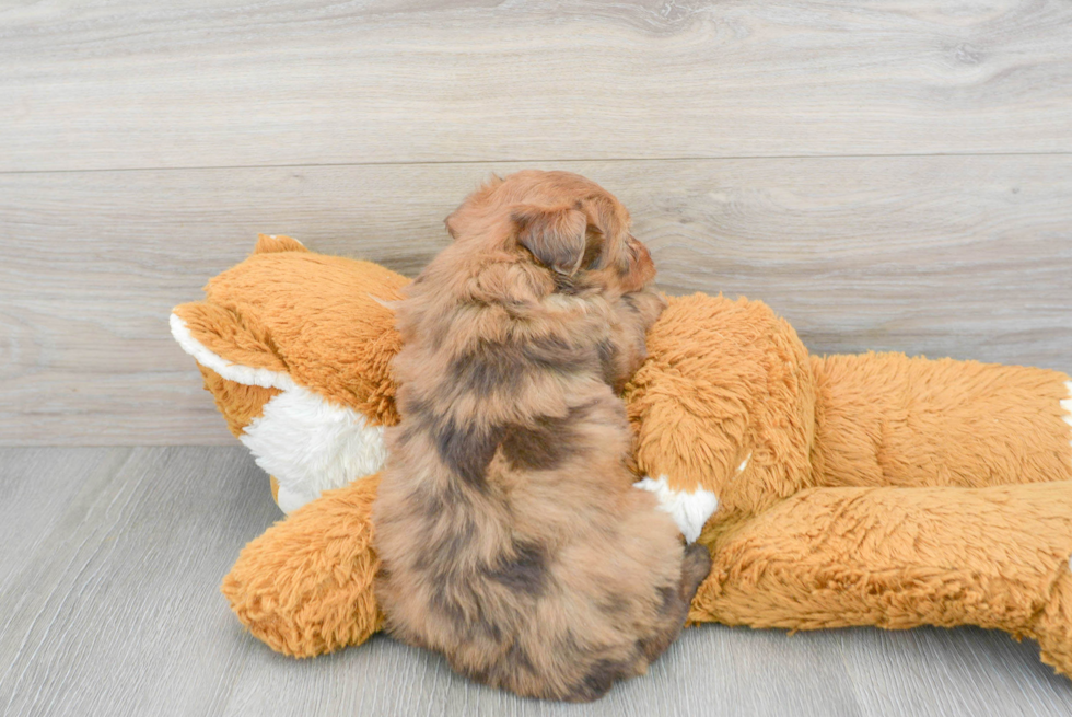 Mini Aussiedoodle Puppy for Adoption