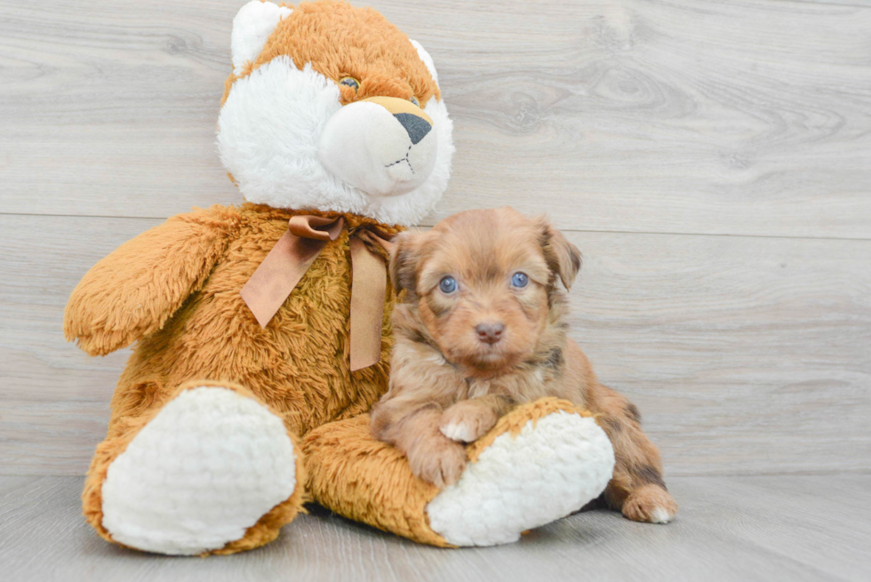 Popular Mini Aussiedoodle Poodle Mix Pup