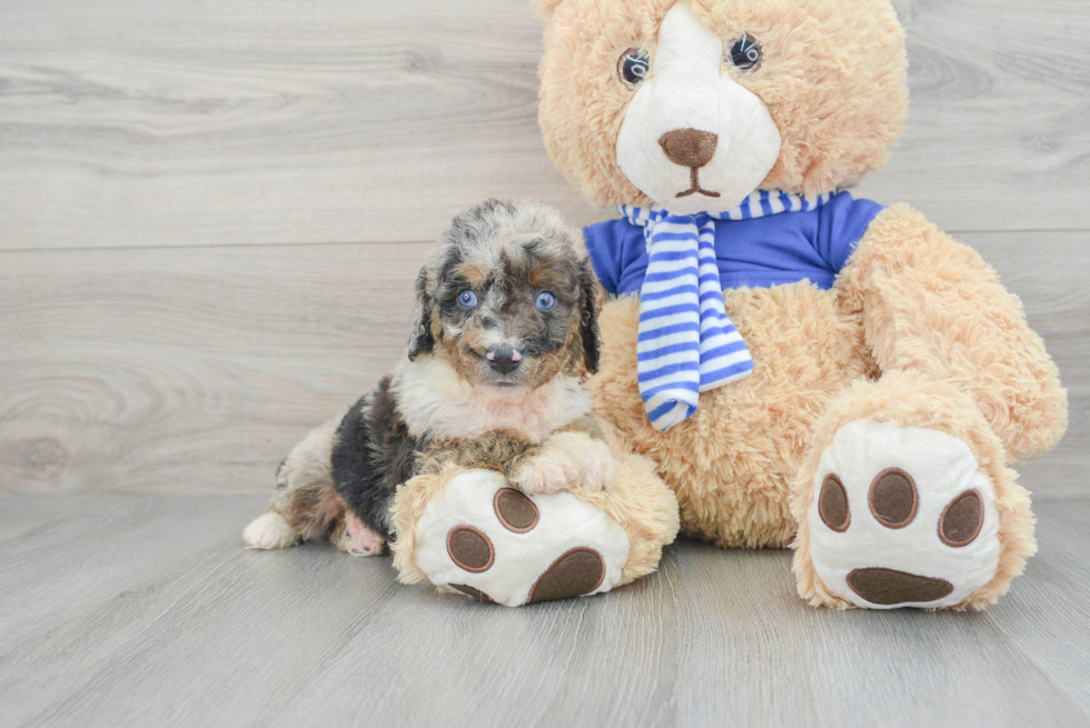 Popular Mini Aussiedoodle Poodle Mix Pup