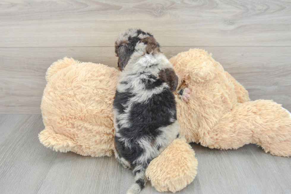 Best Mini Aussiedoodle Baby