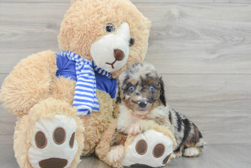 Fluffy Mini Aussiedoodle Poodle Mix Pup