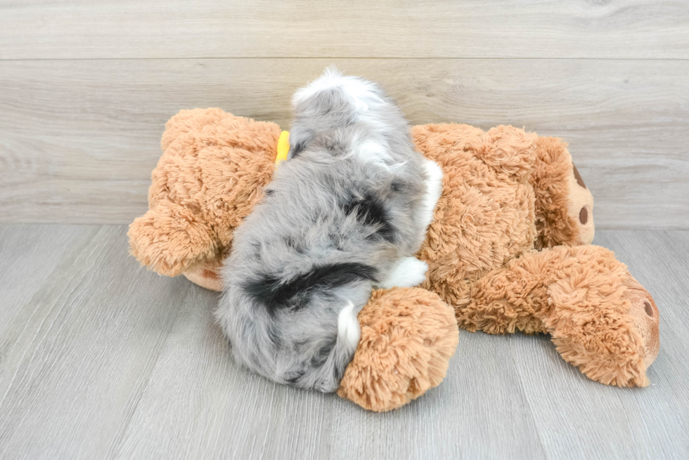 Fluffy Mini Aussiedoodle Poodle Mix Pup