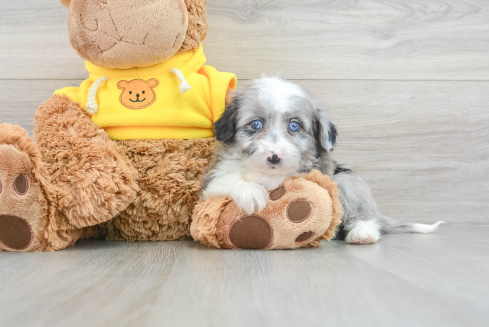 Mini Aussiedoodle Puppy for Adoption