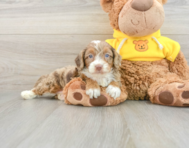 8 week old Mini Aussiedoodle Puppy For Sale - Premier Pups