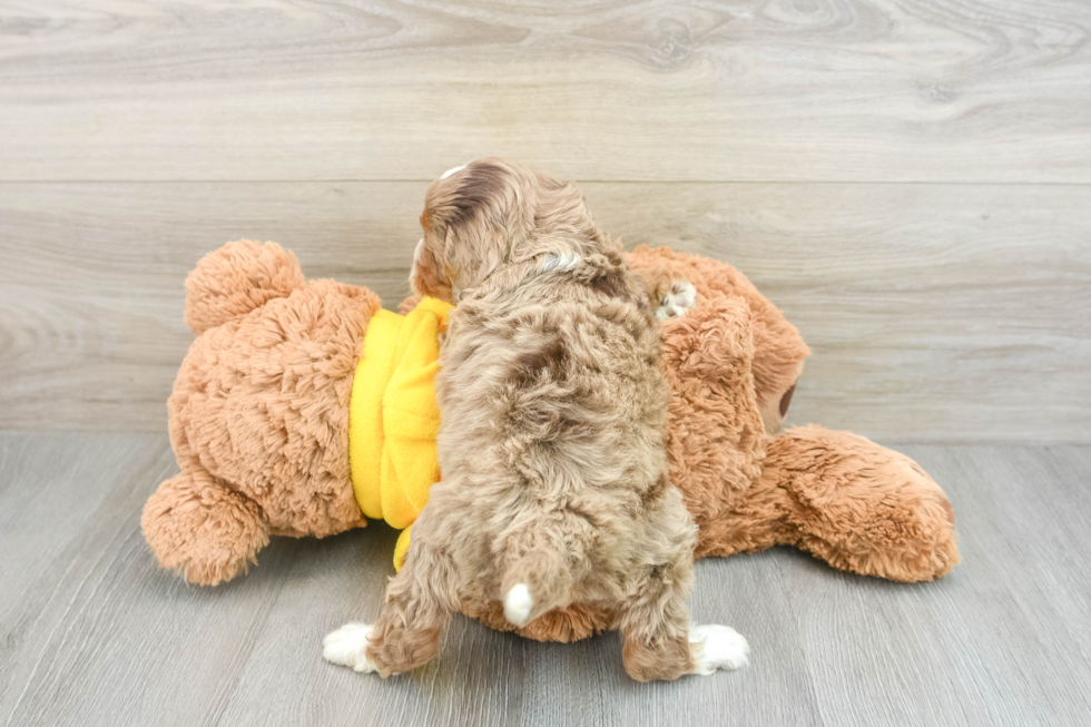 Petite Mini Aussiedoodle Poodle Mix Pup