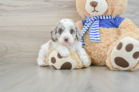 Funny Mini Aussiedoodle Poodle Mix Pup