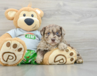 9 week old Mini Aussiedoodle Puppy For Sale - Premier Pups