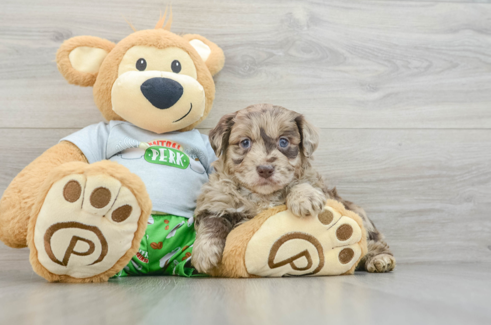 6 week old Mini Aussiedoodle Puppy For Sale - Premier Pups