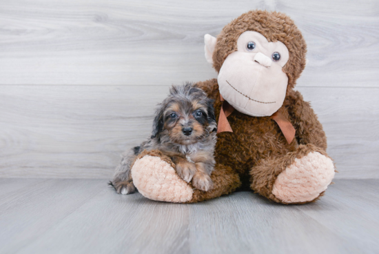 Mini Aussiedoodle Pup Being Cute