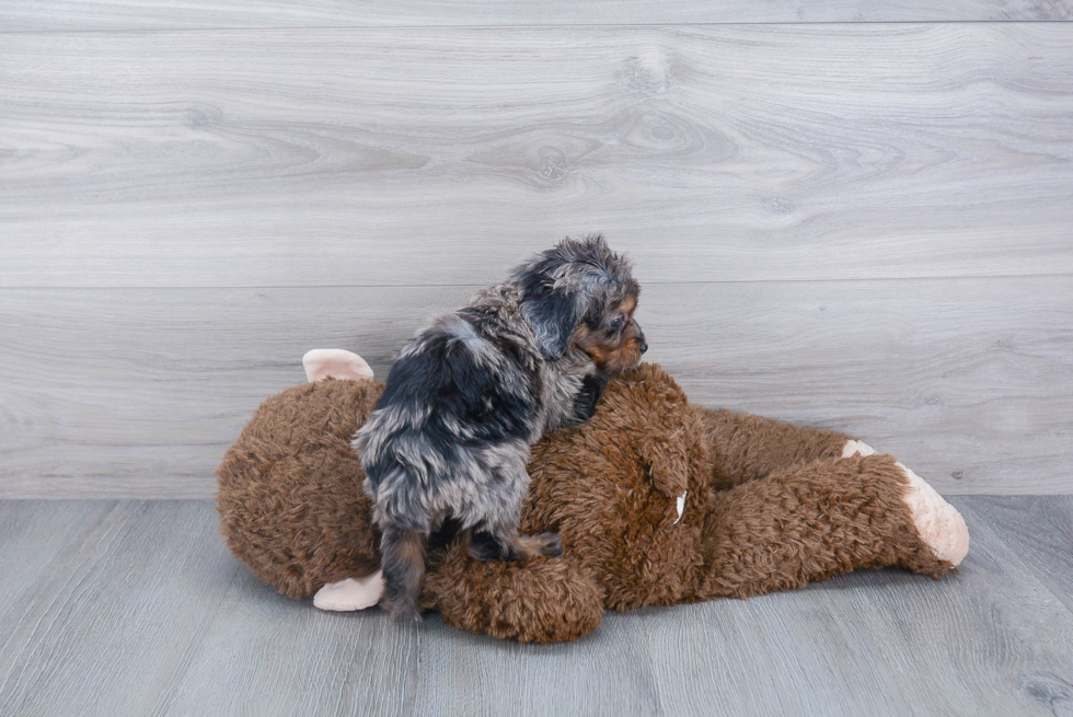 Best Mini Aussiedoodle Baby