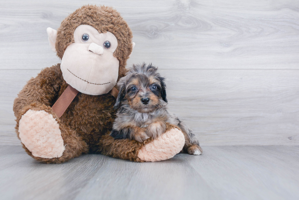 Smart Mini Aussiedoodle Poodle Mix Pup