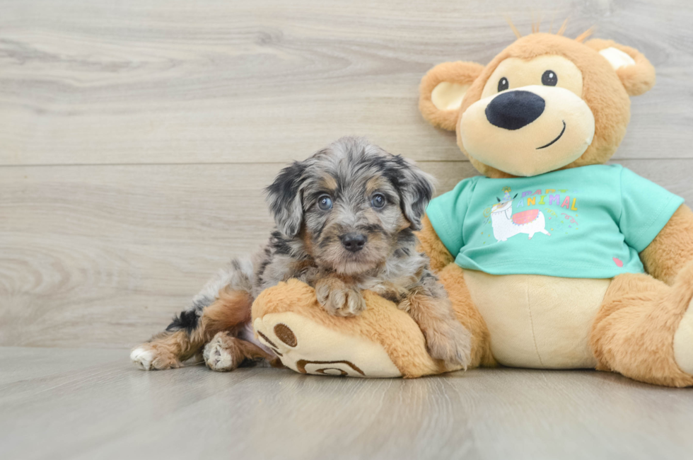 5 week old Mini Aussiedoodle Puppy For Sale - Premier Pups