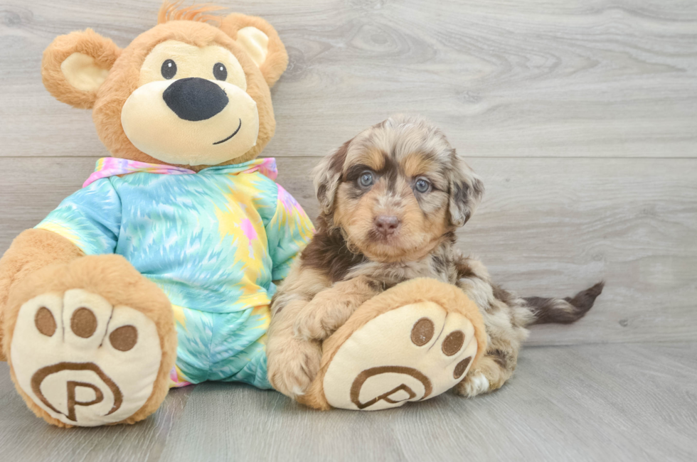 5 week old Mini Aussiedoodle Puppy For Sale - Premier Pups