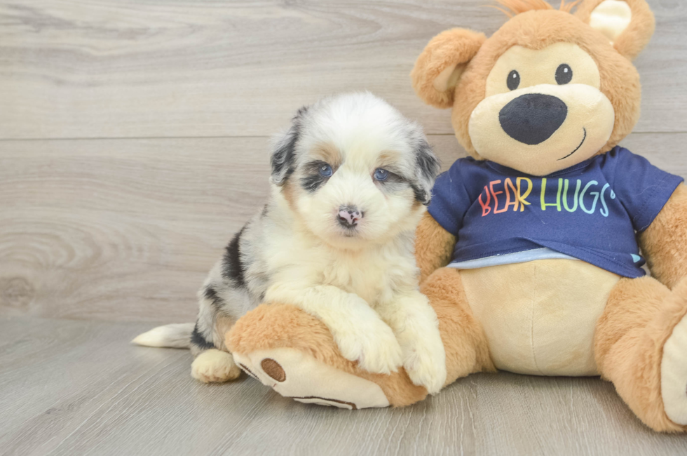 5 week old Mini Aussiedoodle Puppy For Sale - Premier Pups
