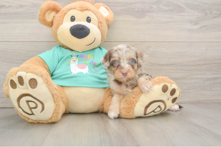 Adorable Mini Australian Shepherd X Poodle Mix Poodle Mix Puppy