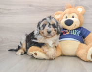 6 week old Mini Aussiedoodle Puppy For Sale - Premier Pups