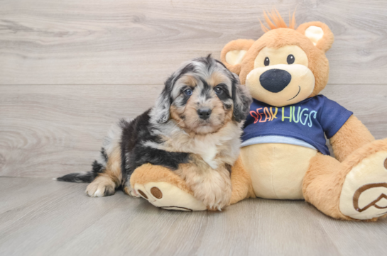 Adorable Mini Australian Shepherd X Poodle Mix Poodle Mix Puppy