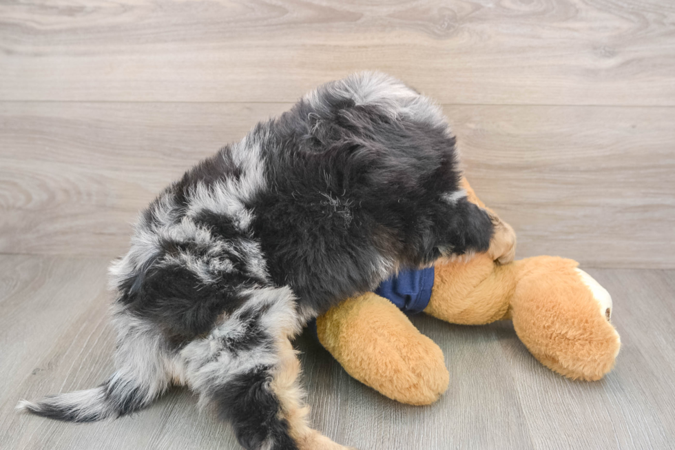 Energetic Aussie Poo Poodle Mix Puppy