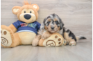 Mini Aussiedoodle Puppy for Adoption