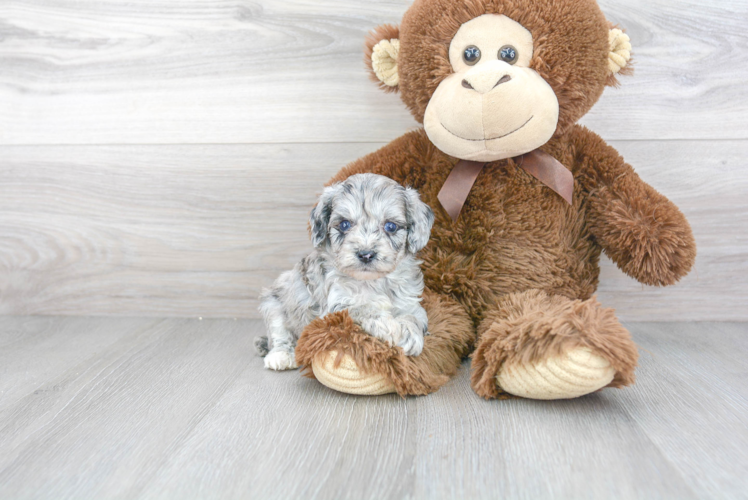 Playful Aussiepoo Poodle Mix Puppy