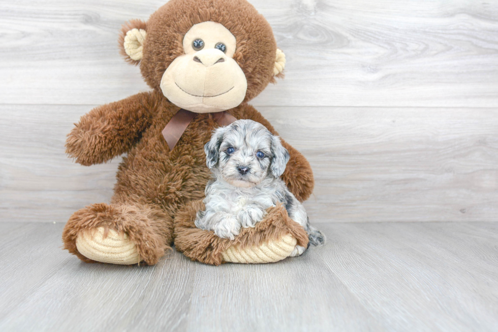 Funny Mini Aussiedoodle Poodle Mix Pup