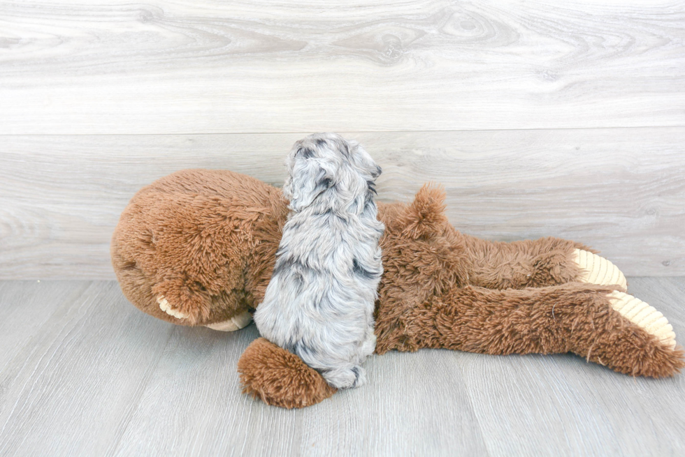 Funny Mini Aussiedoodle Poodle Mix Pup